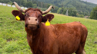 Mladou ženu zranil kopnutím kůň, seniorku pošlapala kráva