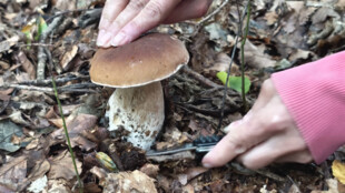 Záchranky v posledních dnech jezdí k častějším otravám houbami a zraněním při jejich sběru