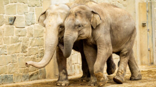 Mladý samec slona z Ostravy se chystá na cestu do Francie