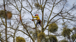 Ostrava pokračuje s ošetřováním městských stromů