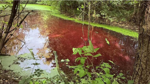 Orlová má růžový rybník. Za nezvyklou barvu můžou neškodné bakterie