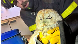 Hasiči zachránili puštíka. Uvízl v komíně rodinného domu