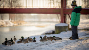 Čím krmíte ptáky v zimě? Frýdek-Místek instaloval tabule, které poradí