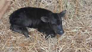 V ZOO Ostrava se jako první letos narodilo mládě zakrslého tura