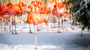 V Zoo Ostrava umřela nejstarší samice plameňáka, měla přes 50 let