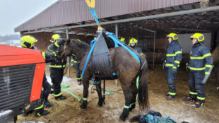 Hasiči zachránili kobylu Emilii, která se nemohla postavit na nohy