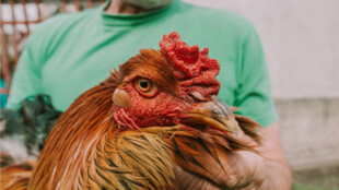 Velkochov drůbeže v Bohumíně postihla newcastleská choroba, lidé v okolí mají chránit své chovy