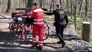 Splašený kůň zavinil nehodu povozu a zranění vozky
