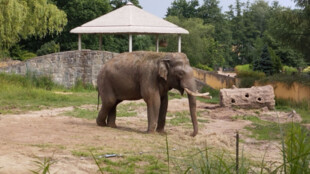 Zoo Ostrava si vyměnila se Zoo Praha sloní samce