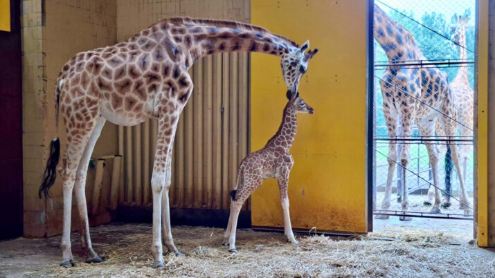 Mládě žirafy v ostravské zoo onemocnělo. Jeho stav se nelepšil a muselo být utraceno