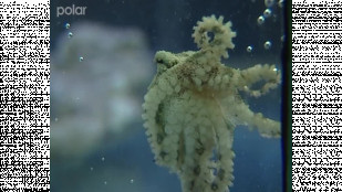 Chobotnice v Ostravě 
