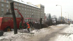 V Havířově pokáceli posledních 51 lip z Hlavní třídy