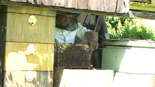 Deštivé jaro se podepsalo na produkci medu na Karvinsku