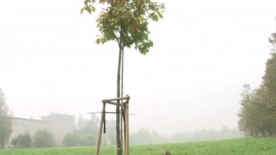 Primátor města Havířova má svůj strom osobnosti