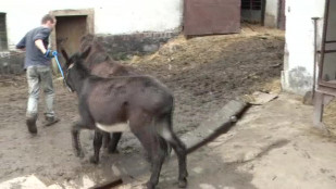 Za domácími zvířaty do usedlosti Bludička chodí nejen studenti, ale také handicapované děti