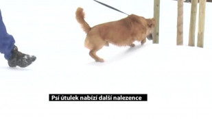 Orlovský psí útulek nabízí další nalezence