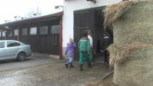 V ovčíně v Jelení se již narodilo více než 400 nových jehňat