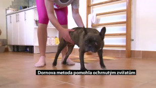 V Havířově léčí pomocí Dornovy metody ochrnutá zvířata