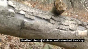 Predátoři ohrožují drobnou zvěř a ohrožené živočichy