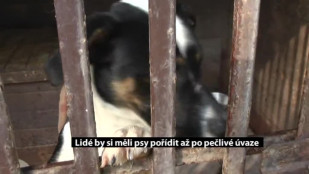 Lidé by si měli psy pořídit až po pečlivé úvaze