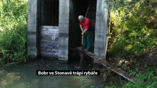 Stonavský bobr stále trápí rybáře