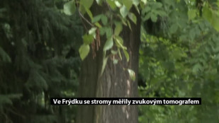 Ve Frýdku se stromy měřily zvukovým tomografem