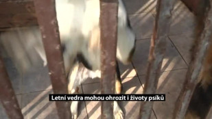 Letní vedra mohou ohrozit nejen životy psíků