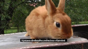 Výstava drobného zvířectva v Karviné