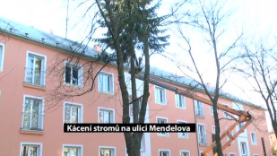 Kácení stromů na ulici Mendelova v Novém Jičíně