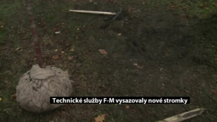 Technické služby ve Frýdku-Místku vysazovaly nové stromky