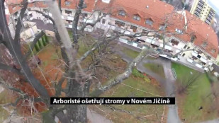 Arboristé ošetřují stromy v Novém Jičíně