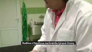 Rodina z Havířova zachránila týrané čivavy