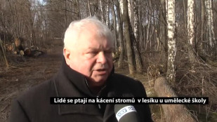 Lidé se ptají na kácení stromů v lesíku u umělecké školy