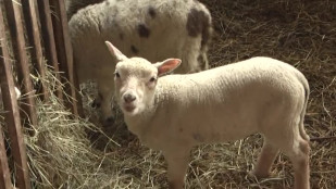 Na farmě v Jelení se rodí stovky nových jehňat