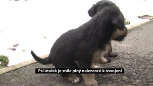 Psí útulek je stále plný nalezenců k osvojení