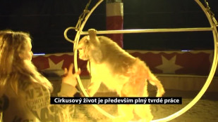 Cirkusový život je především plný tvrdé práce