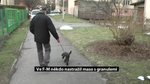 Ve F-M někdo nastražil maso s granulemi