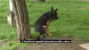 V Havířově vypadl německý ovčák z okna