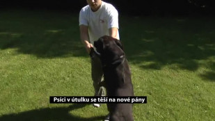 Psíci v útulku se těší na nové pány