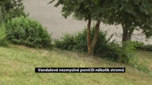 Vandalové nesmyslně poničili několik stromů