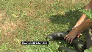 Úroda velkých cuket - bez komentáře