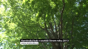 Karvinský buk v soutěži Strom roku 2013