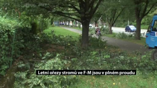 Letní ořezy stromů ve F-M jsou v plném proudu