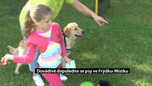 Dovádivé dopoledne se psy ve Frýdku-Místku