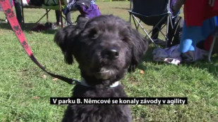 V karvinském parku B. Němcové se konaly závody v agility