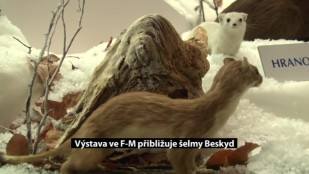 Výstava ve F-M přibližuje šelmy Beskyd