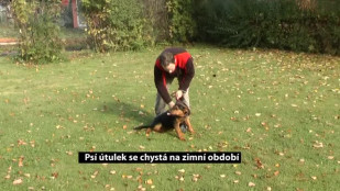 Psí útulek se chystá na zimní období