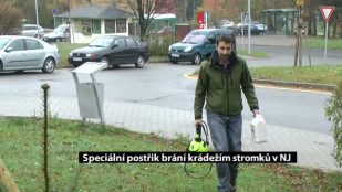 Speciální postřik brání krádežím stromků v Novém Jičíně