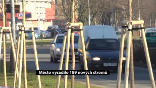 Město vysadilo 189 nových stromů