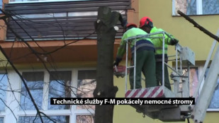 Technické služby F-M kácely nemocné stromy